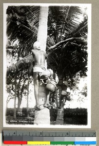 Man climbing a date palm tree with a jug, Vārānasi , India, ca. 1920