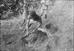 An African ploughing the land