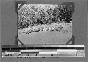 Shot leopard, Nyasa, Tanzania