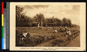 Orphans working in a garden, Algeria, ca.1920-1940