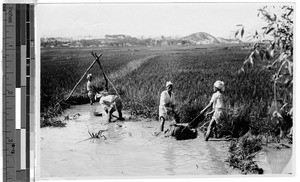 Raising water to the rice fields, Korea, ca. 1920-1940