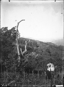 Mrs Stiegelmann in a maize field, Lemana, Limpopo, South Africa, ca. 1906-1907