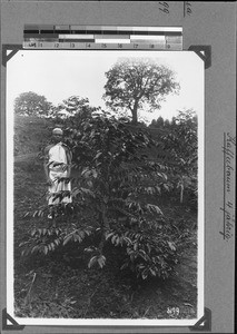 Man next to a coffee tree, Nyasa, Tanzania, ca. 1898-1914