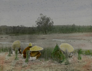 Rice seedlings are taken up and transplanted in the rainy season