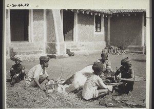 Hufbeschlagen eines Zugochsen. Indien