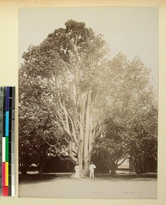 Huge tree with two people standing in front, Mahazoarivo, Antananarivo, Madagascar