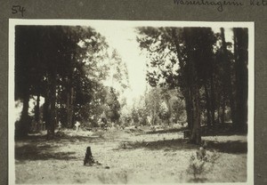 Cemetary in a wood, Keti