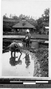 Two women harvesting rice, Japan, ca. 1920-1940