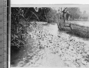 Ducks herded toward market on river, Leshan, Sichuan, China ca.1915-1925