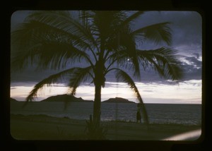 palm tree on a beach