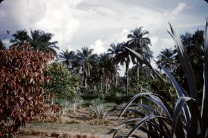 Palm forest at the Bankim mission, Adamaoua, Cameroon, 1953-1968