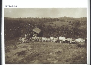 Rinderherde der Basler Mission in Kudat auf Borneo