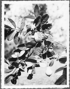 Mapera Plant, Tanzania, ca.1927-1938