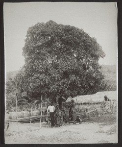 A mango tree on the Gold Coast