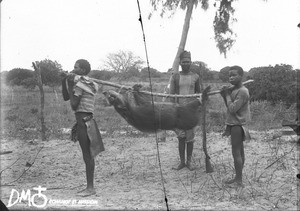 Warthog shot near Makulane, Mozambique, ca. 1896-1911