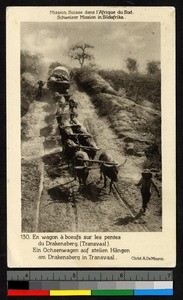 A fourteen-ox wagon team pulling a covered wagon along a rutted road, South Africa, ca.1936