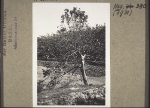 A persimmon tree full of fruit