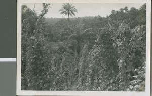 A Spring on Property for a Mission Station, Ikot Usen, Nigeria, 1950