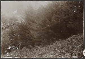 Growing cypress grove in Nkoaranga, Tanzania, ca.1900-1914