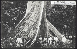 Giant Tree in Borneo Forest