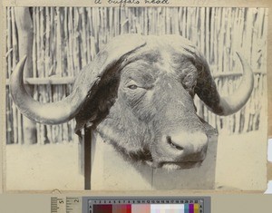 Big game trophy, Livingstonia, Malawi, ca.1903