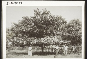 Indian almond tree (Cameroon)