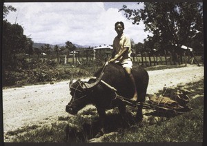 Der Rungus-Dusun in Sabah (Nord-Borneo) ist Bauer. Als Last- und Zugtier leistet der Wasserbüffel unentbehrlichen Dienst