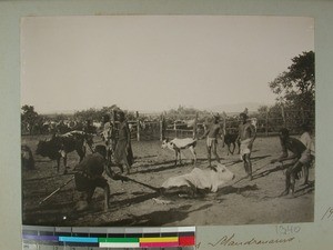 Cattle being branded, Mandronarivo, Madagascar, 1905