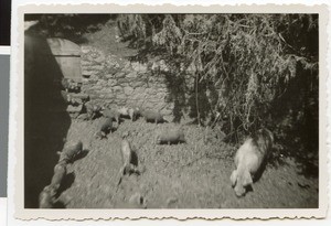 Pigpen at the mission station Harmshusen, Adis Abeba, Ethiopia, ca.1934-1935