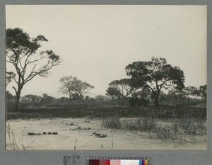 Elephant spores in bush country, Malawi, ca.1920