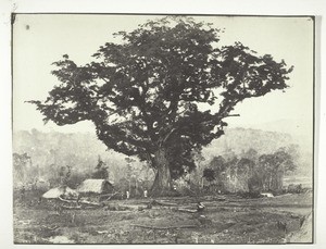 Der grosse Baum beim Missionshaus in Anandapura (Bombax)