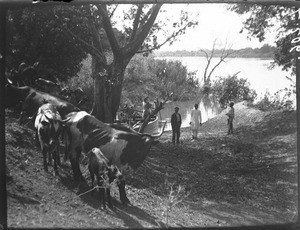 Cattle at the watering place, Antioka, Mozambique, ca. 1901-1907