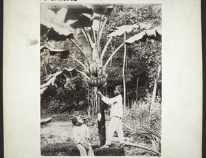 Banana tree with boarding school boys in Udapi