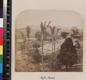 View of landscape with raffia palms, Queen's Country-house, Mahazoarivo, Madagascar, ca.1865-1885
