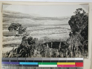 Rice fields along the path to Mikoboke, Madagascar, 1936