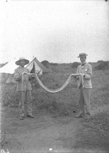 Python, Makulane, Mozambique, 1901