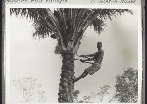 Climbing an oil palm