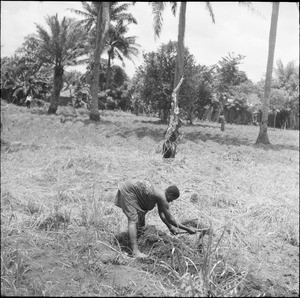 An African woman working in a field