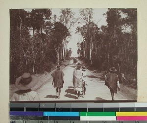 Travelers on road through rain forest, Madagascar, 1901