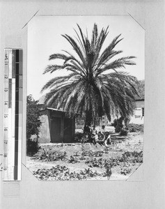 Palm tree, Enon, South Africa