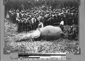 An elephant shot down, Rutenganio, Tanzania, ca.1898-1914