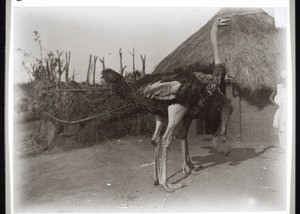 Ostriches in Bamum