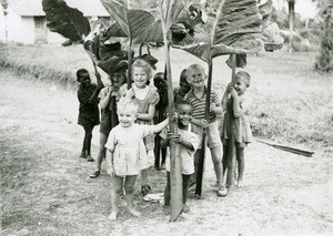 Leaves of taro, in Ebeigne, Gabon