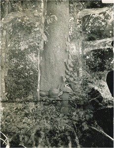 Sacred tree, in Cameroon