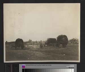 Indian Carts, Kenya, September 1926