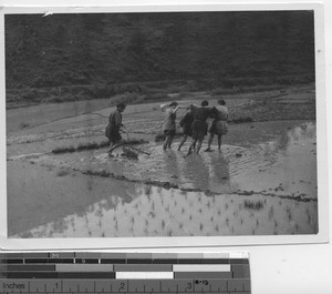 Women plowing at Wuzhou, China, 1947