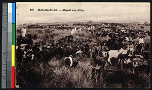 Cattle trade, Madagascar, ca.1920-1940