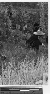 Gardening at the Novitiate at Jiangmen, China, 1947