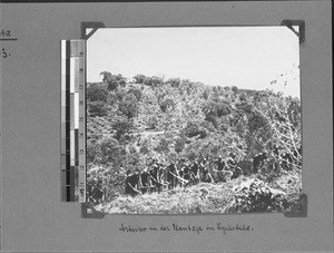 Plantation workers, Kyimbila, Tanzania, ca.1898-1914