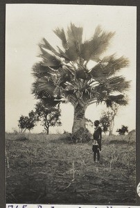 African boy in front of palm tree, Tanzania